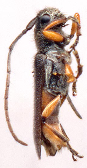 Phytoecia rufiventris