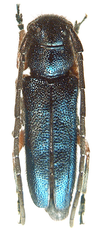 
   Phytoecia (Helladia) millefolii 