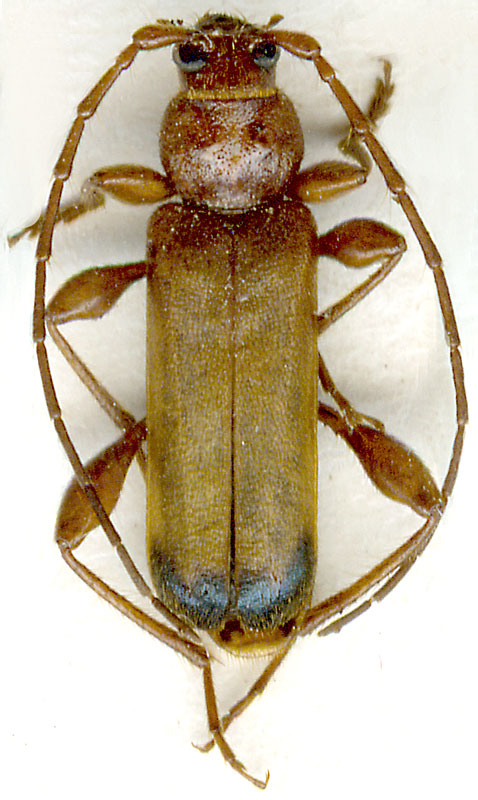 
   Phymatodes (s.str.) testaceus  