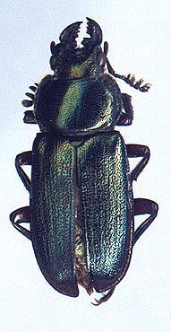 Platycerus primigenius, 