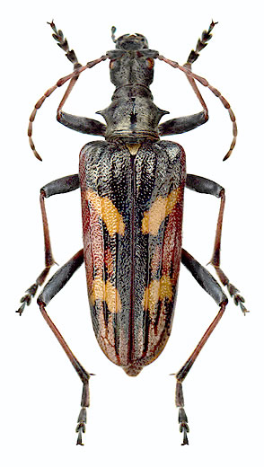 Rhagium (Hagrium) bifasciatum - female