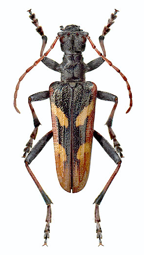 Rhagium (Hagrium) bifasciatum - male