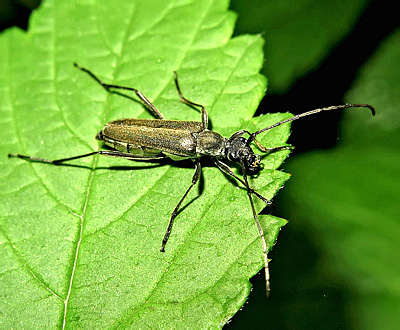 Strangalomorpha tenuis Solsky, 1873</b> - det. M.L.Danilevsky, 2016