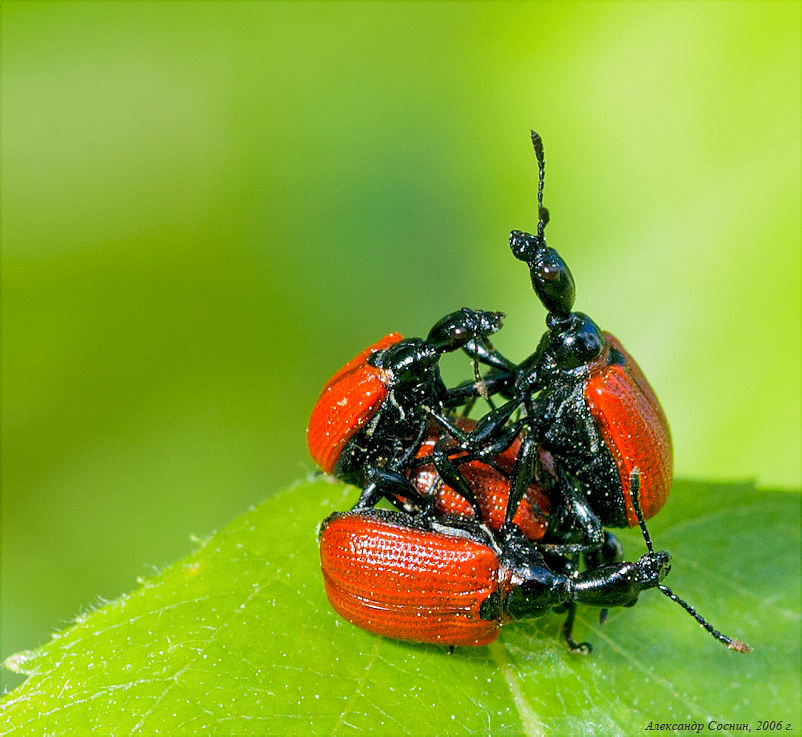 Apoderus coryli (Linnaeus, 1758)