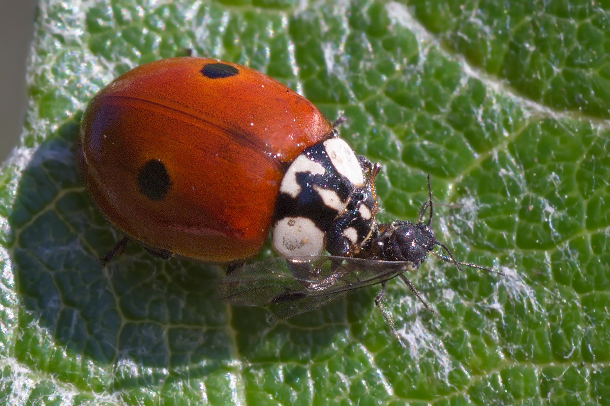 Жуки 1 4. Коровка двухточечная (Adalia bipunctata). Коровка 2-точечная (Adalia bipunctata). Божья коровка двухточечная черная. Адалия Божья коровка.