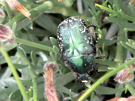 Protaetia (Netocia) ? ungarica (Herbst)