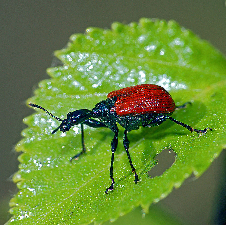 Apoderus coryli (Linnaeus, 1758)