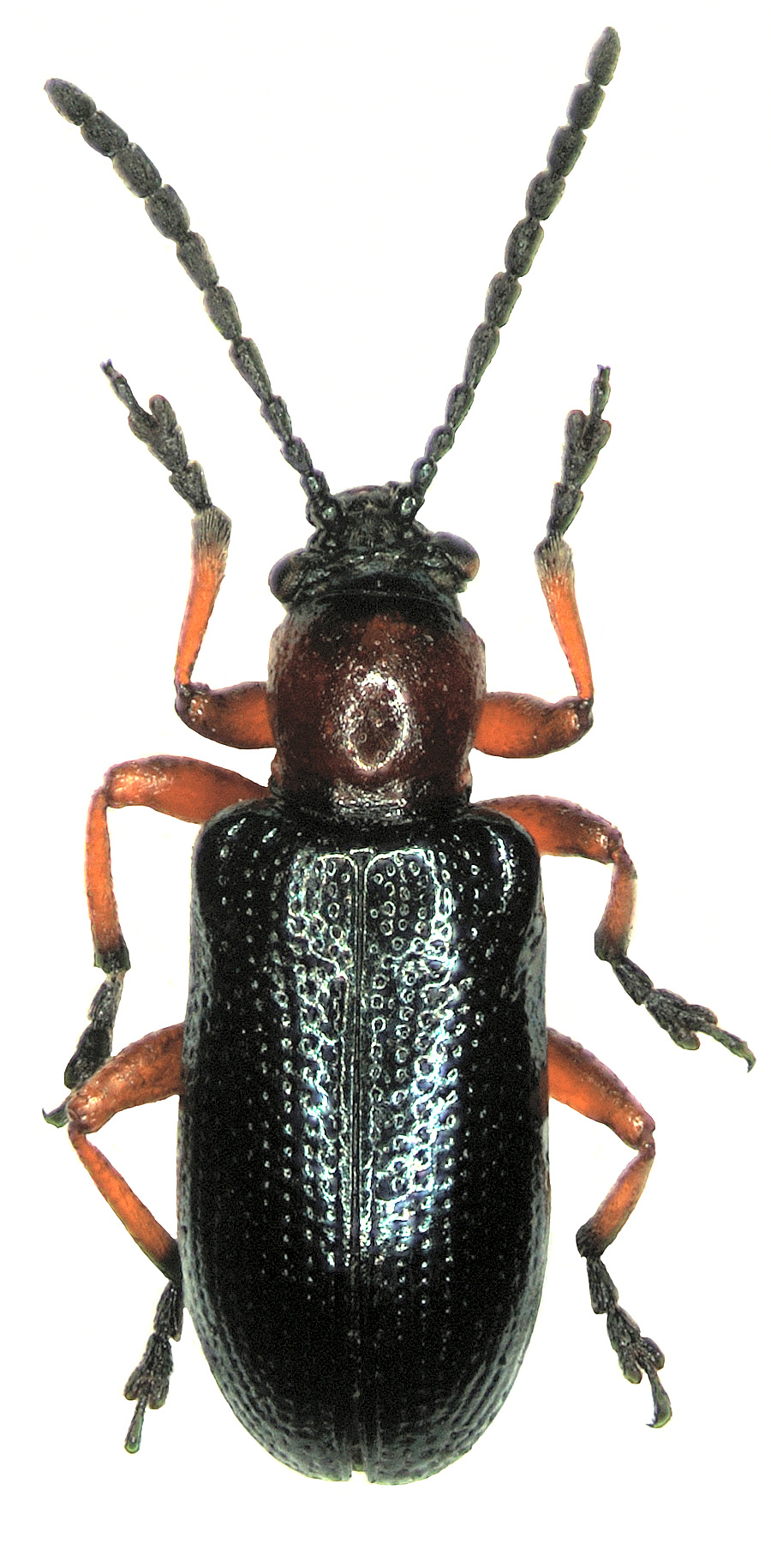 Oulema melanopus (Linnaeus, 1758)