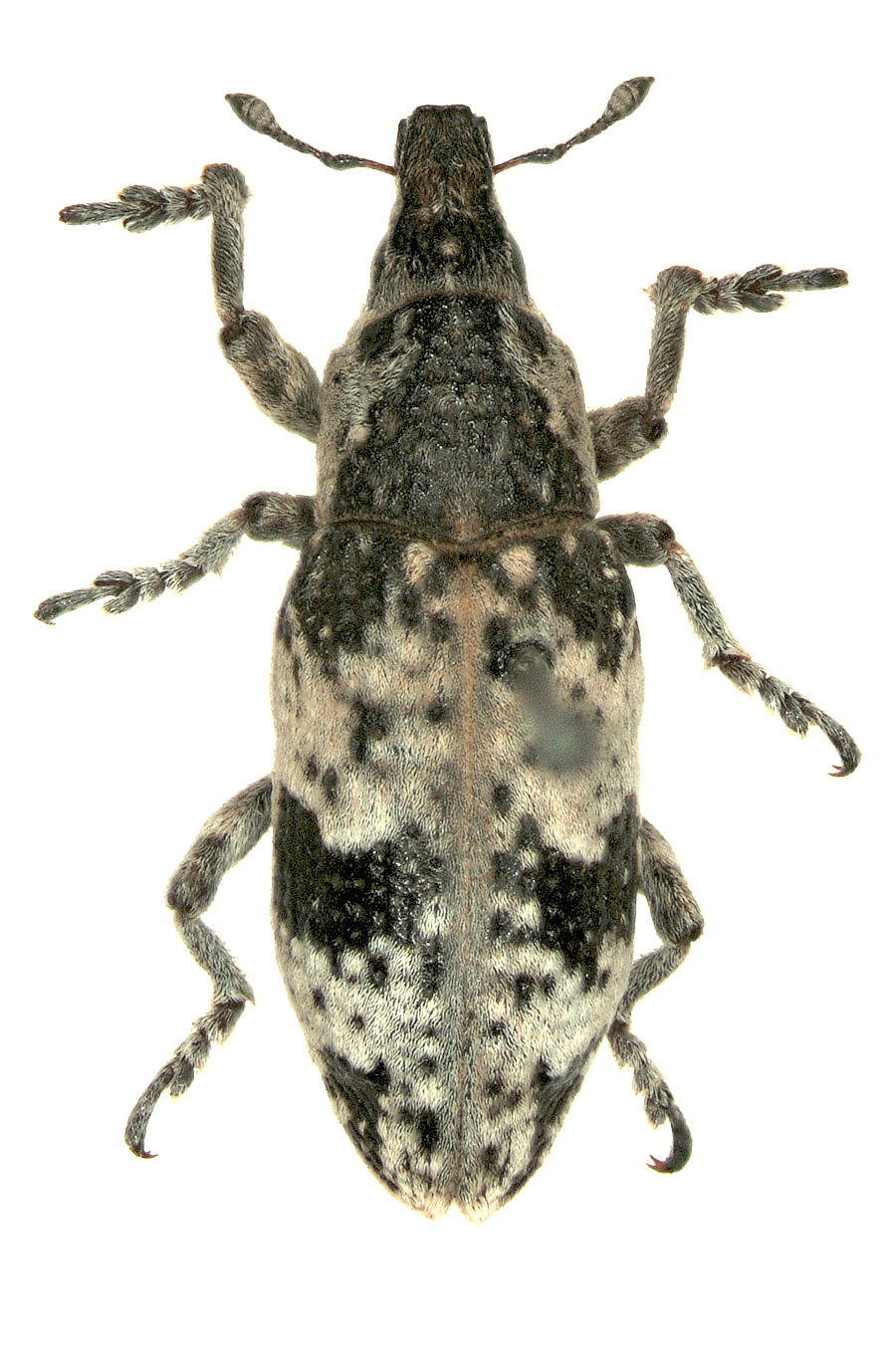 Bothynoderes affinis (Schrank, 1781)