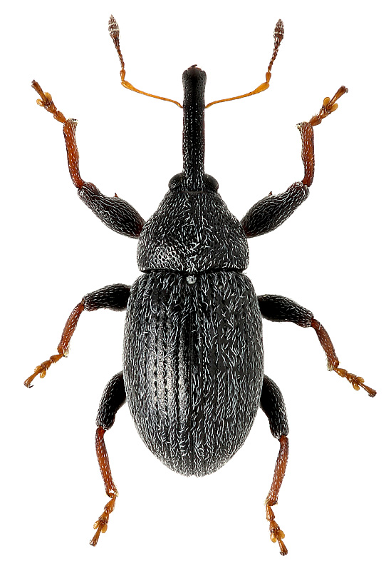 Anthonomus (Anthonomidius) rubripes Gyllenhal, 1835