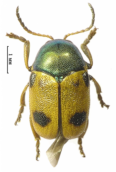 Paraxemenus Laetus