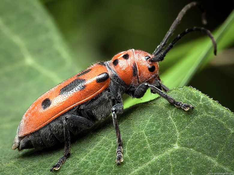 Tetraopes tetrophthalmus. Жук веероус Coleoptera. Жук 7. Жук 2006.