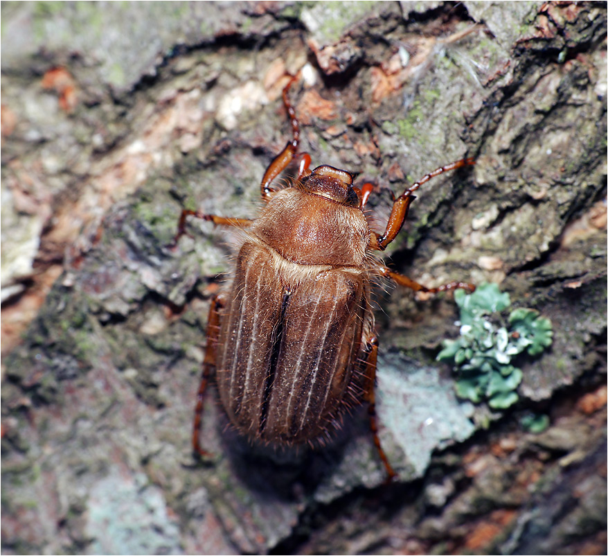 Большие жуки подмосковья фото с названиями