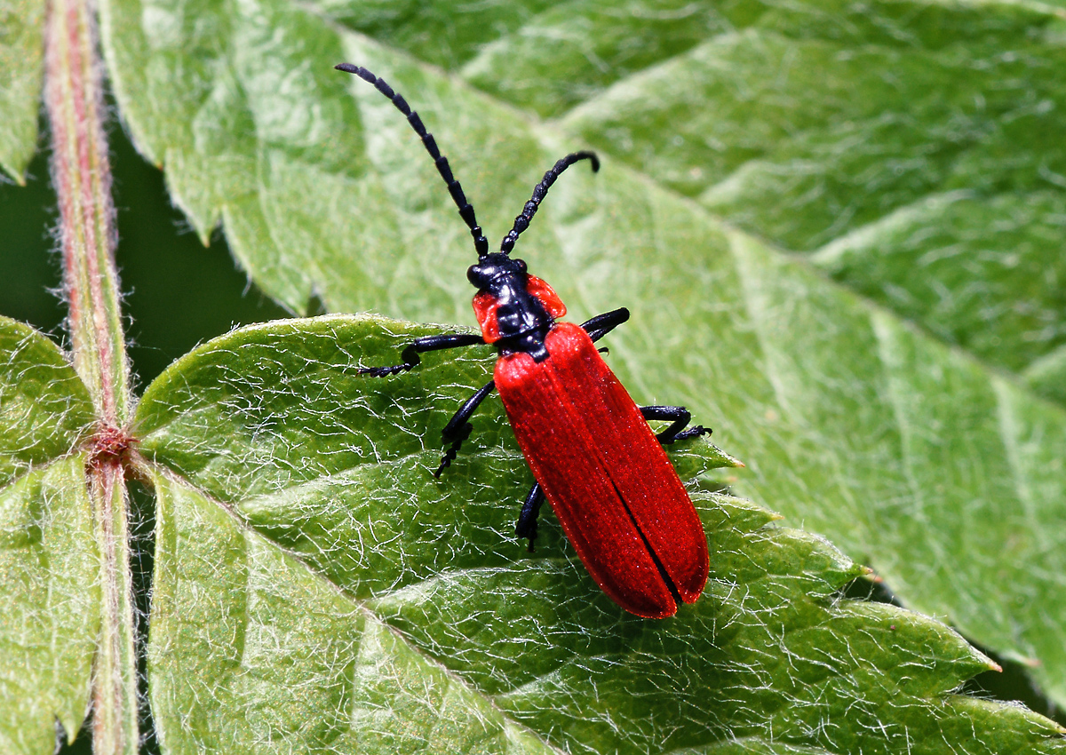 Красный жук. Lygistopterus sanguineus. Краснокрыл киноварно красный Жук. Усач краснокрыл Средиземноморский. Краснокрыл малый.