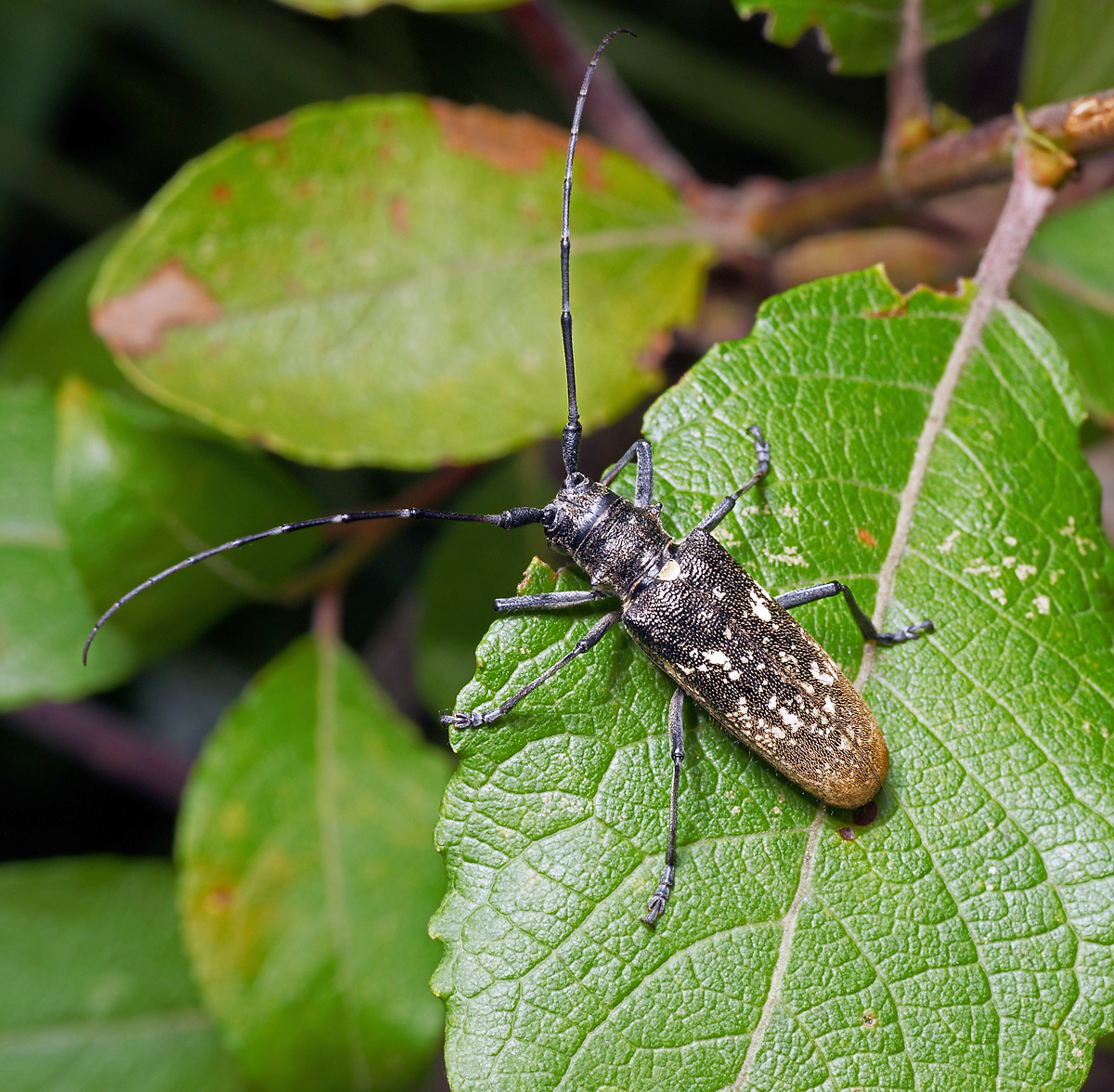 Малый черный еловый усач. Жук усач монохамус. Черный Сосновый усач (Monochamus galloprovincialis oliv.). Жук усач Пихтовый. Жук дровосек еловый.