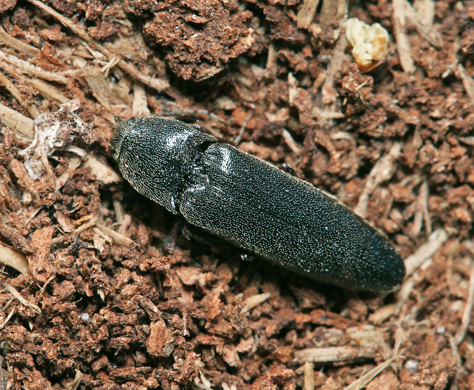 Жили жуки. Melanotus castanipes. Melanotus castanipes (Paykull, 1800) (=rufipes (Herbst)). Щелкун Степной. Жуки живущие под землей.