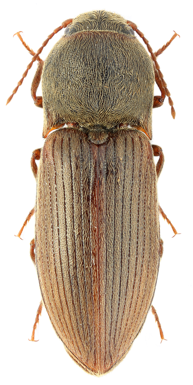 Agriotes Obscurus (Linnaeus, 1758)