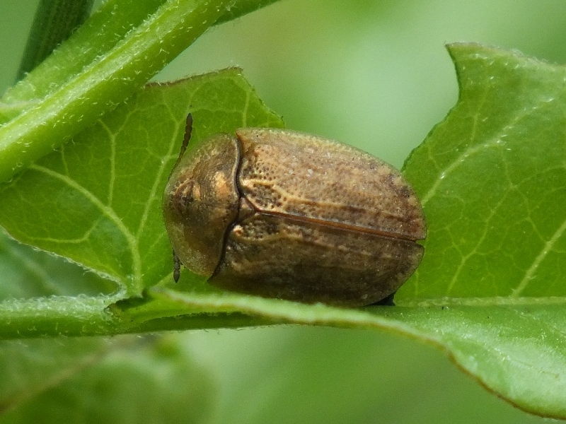 Hypocassida subferruginea Крылья