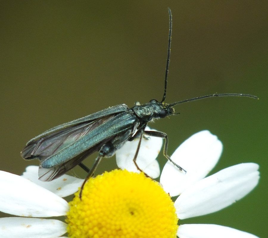 Oedemera lurida