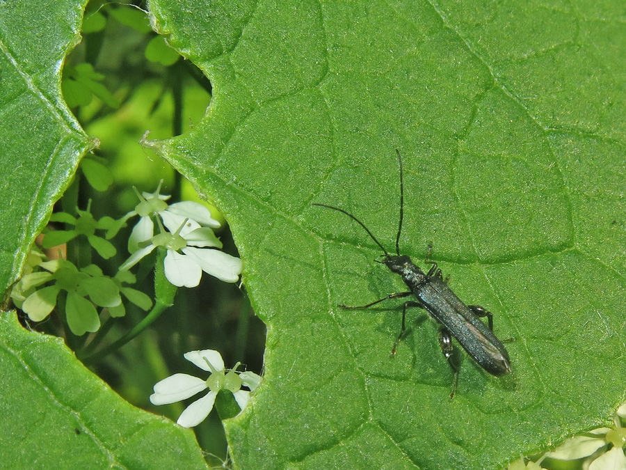 Isomira (s. Str.) Murina (Linnaeus, 1758)