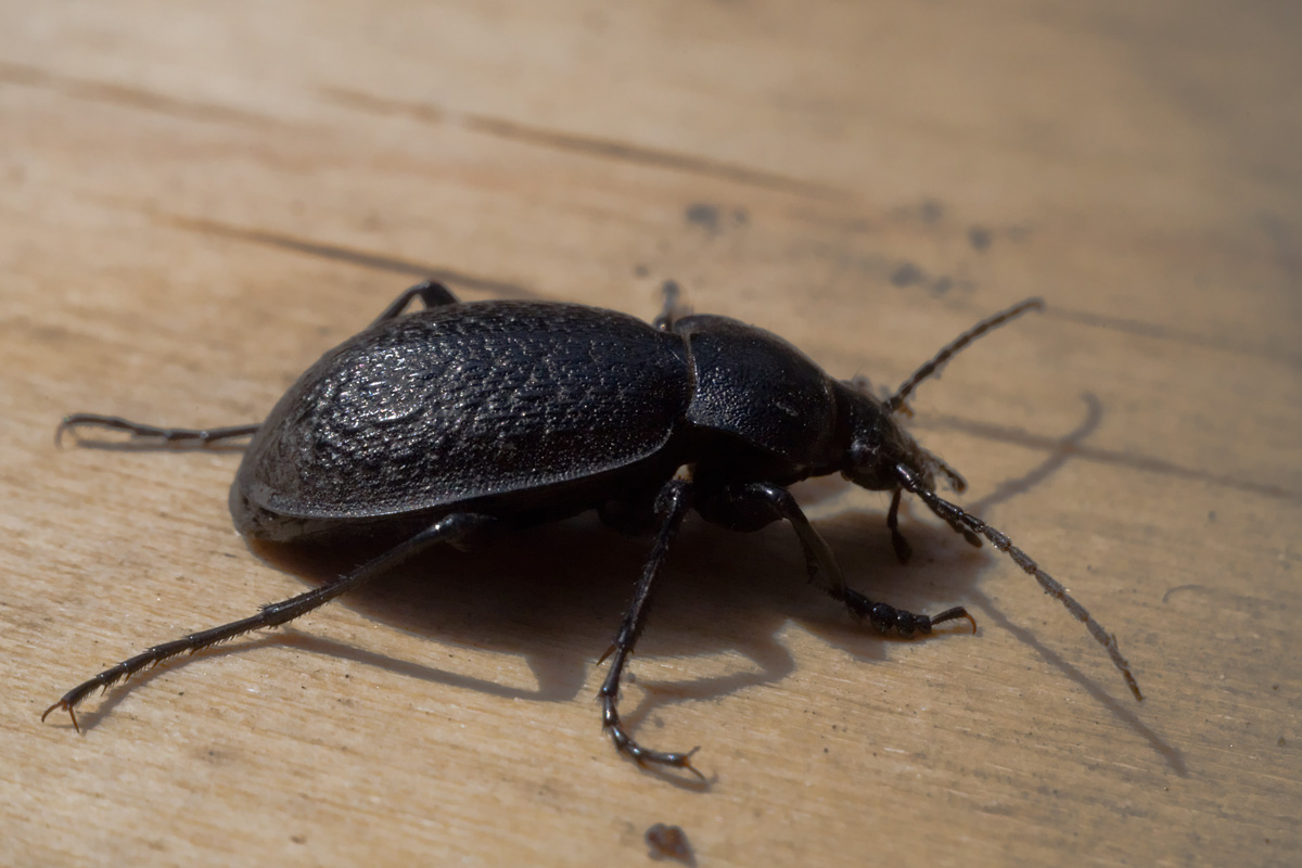Черные большие жуки в доме фото и названия