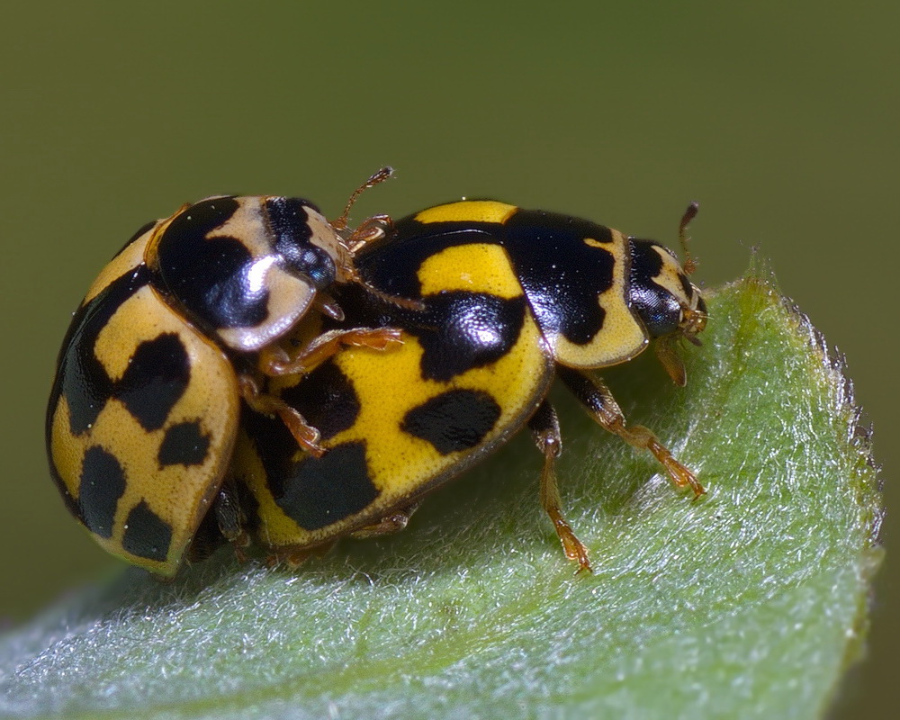 Дали насекомые. Божья коровка энтомофаг. Propylea quatuordecimpunctata. Propylea quatuordecimpunctata Linnaeus, 1758. Божья коровка четырнадцатиточечная.