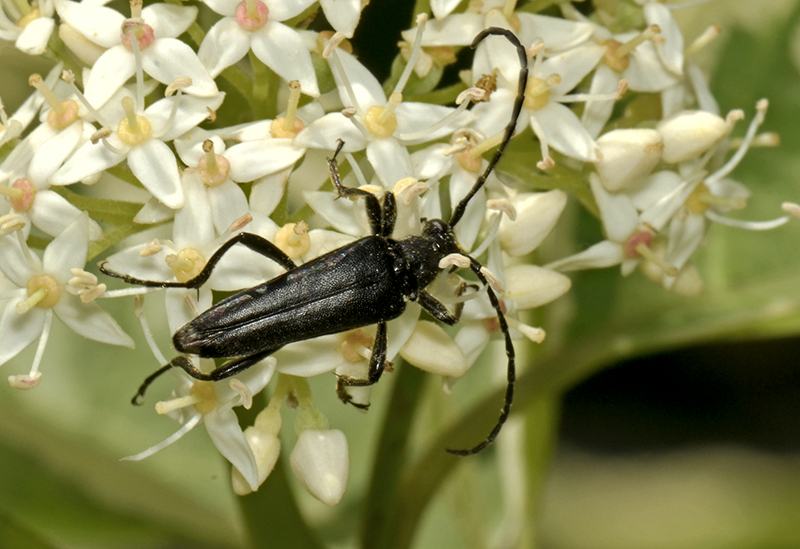 Strangalia aethiops