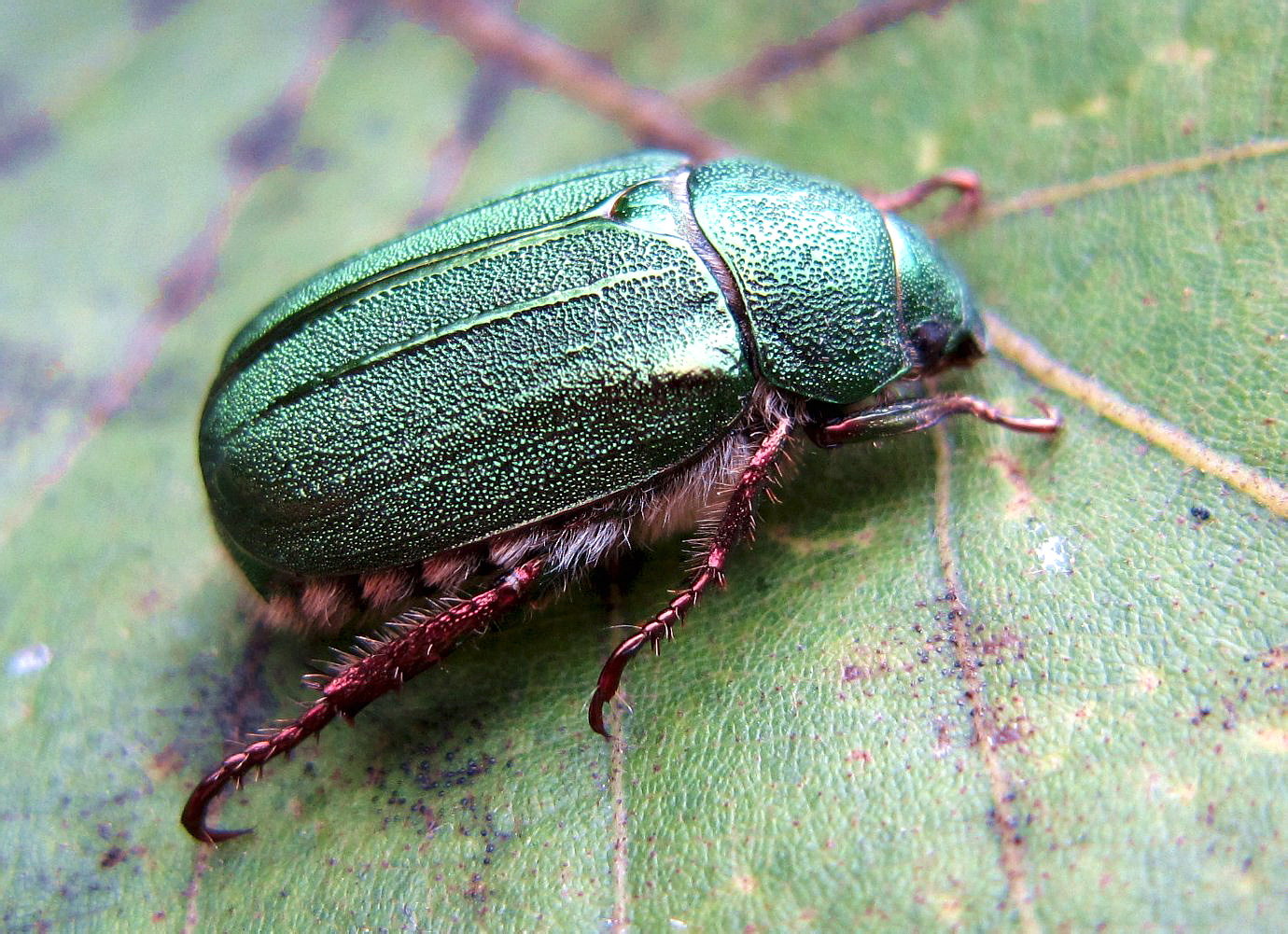 Mimela holosericea (Fabricius, 1787)