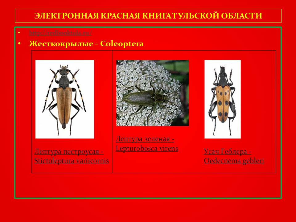 Проект по окружающему миру 4 класс красная книга тульской области