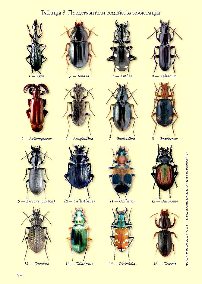 Какие бывают жуки фото и названия