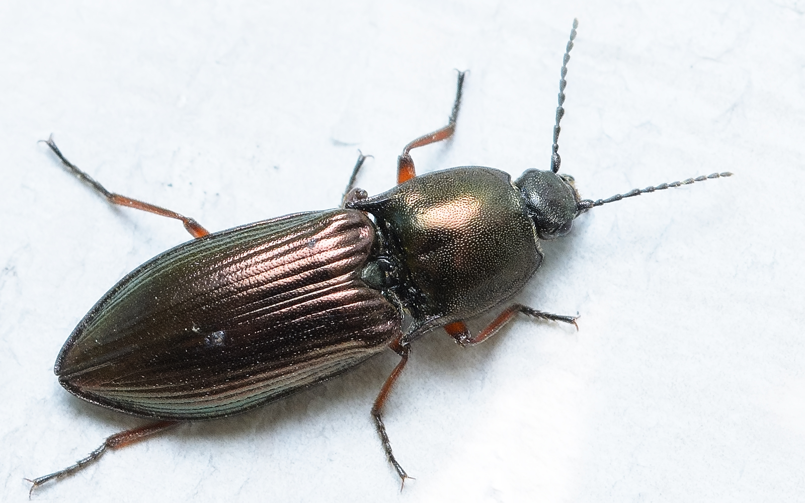 Malachius aeneus (Linnaeus, 1758)