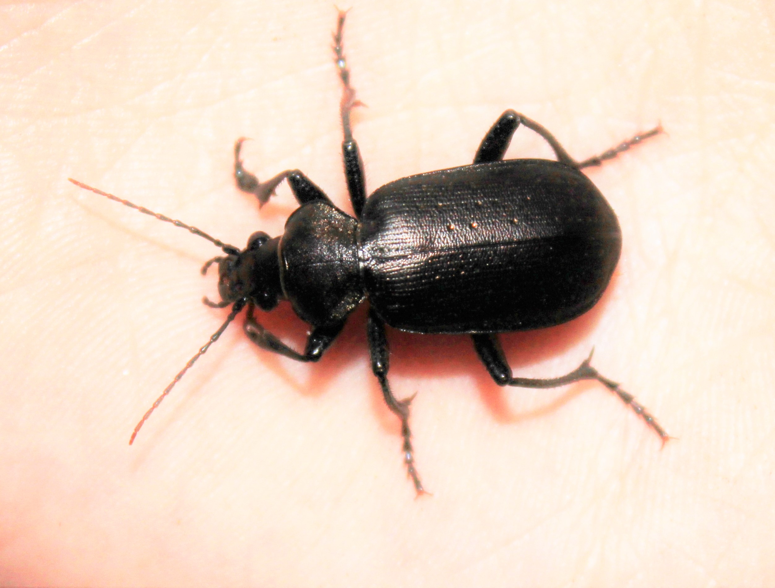 Calosoma sycophanta