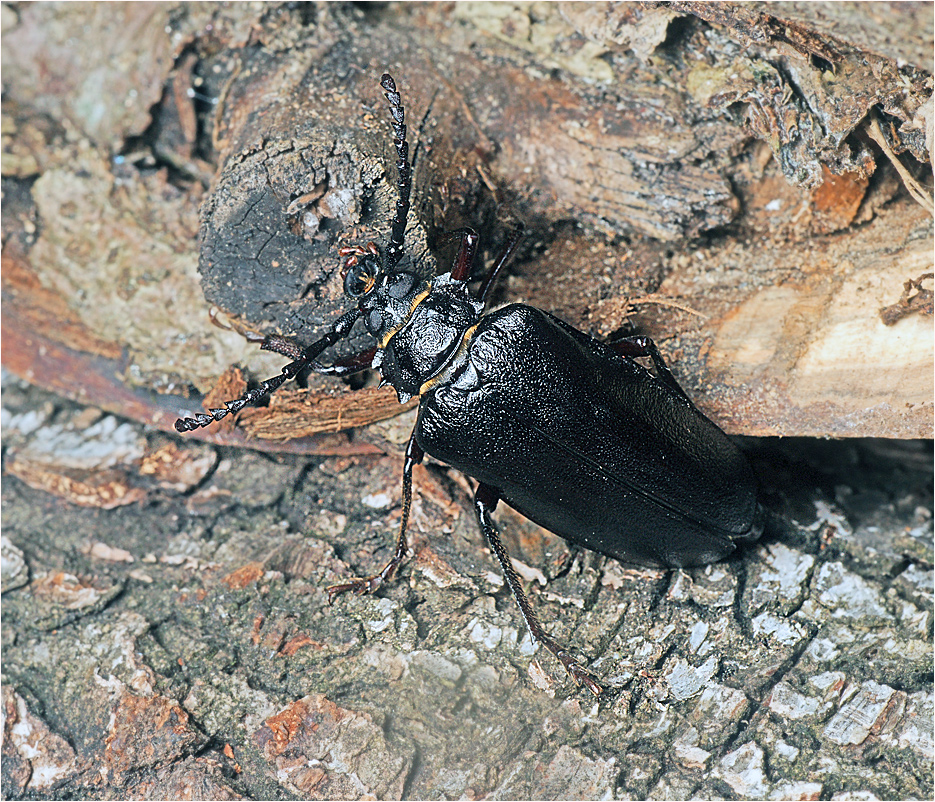 Prionus coriarius. Дровосек Кожевник. Дровосек реликтовый фото.