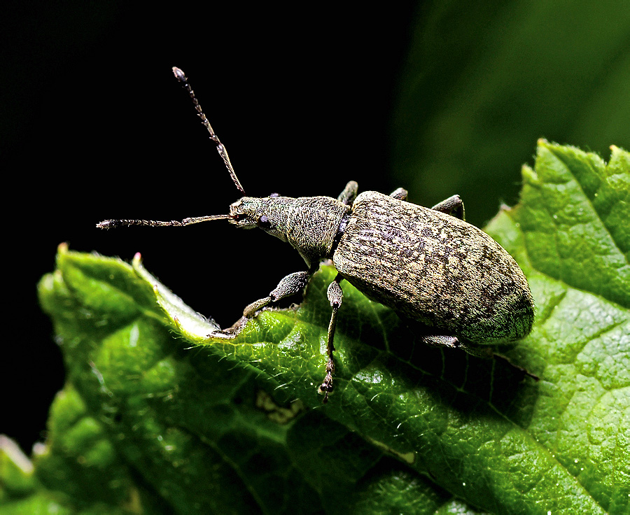 Phyllobius pomaceus