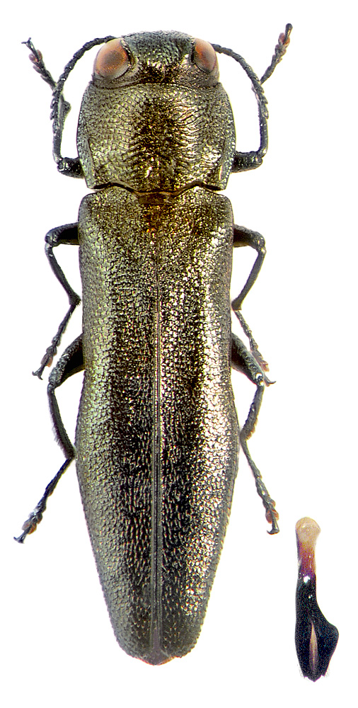 Agrilus anxius