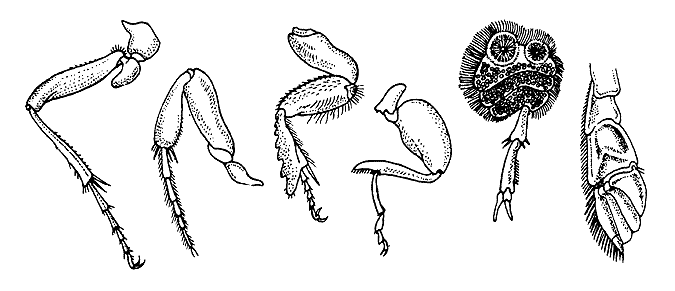 Конечности насекомых рисунок. Тип конечностей майского жука. Тип конечностей у Жуков. Ходильные конечности у жука. Строение конечностей Жуков.