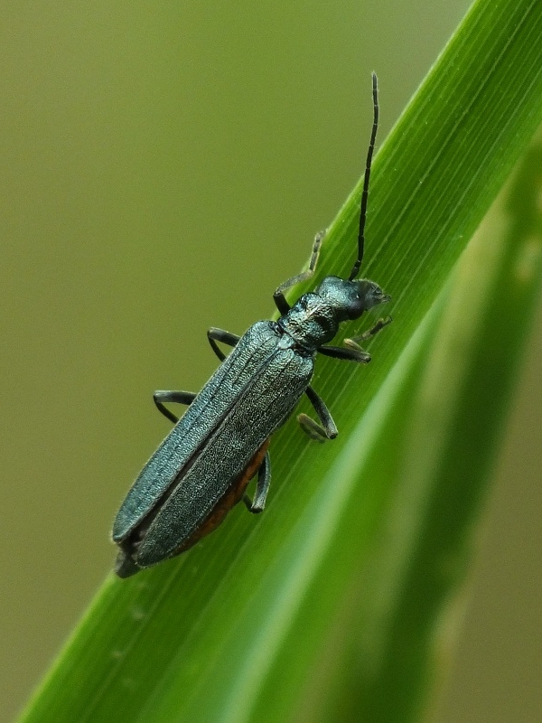 Oedemera virescens