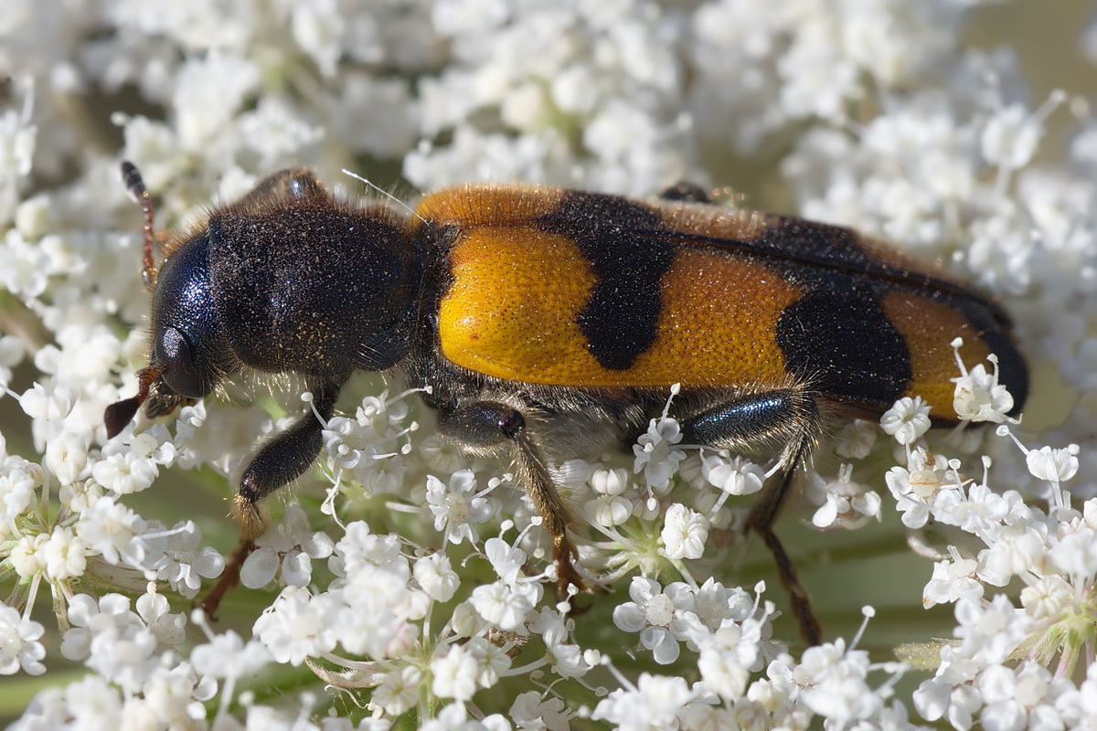 Пестряк. Жук Пестряк. Жук Пестряк желтый. Сем. Пестряки (Cleridae. Trichodes axillaris.