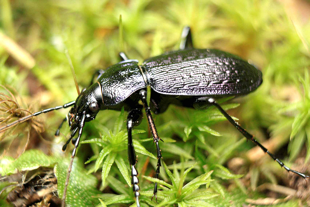 Жужелица кавказская природная. Жужелица Менетрие (Carabus menetriesi). Жужелица венгерская. Жук жужелица черная Лесная. Кавказская жужелица Крылья.