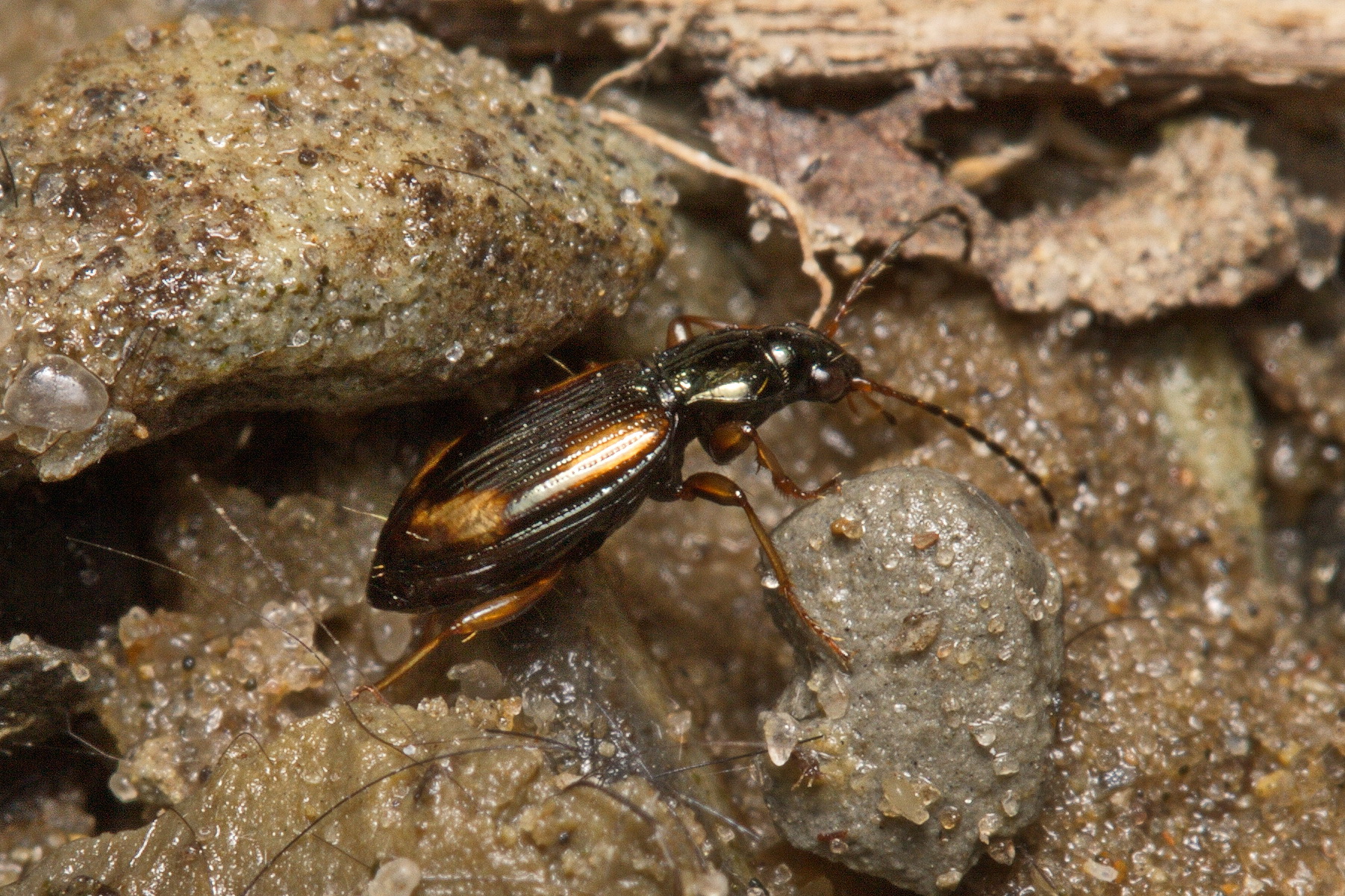 Bembidion tetracolum