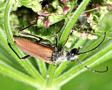 Anastrangalia dubia melanota (Faldermann, 1837)