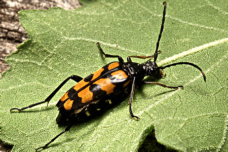 Leptura quadrifasciata Linnaeus, 1758