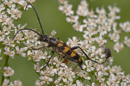 Leptura quadrifasciata Linnaeus, 1758