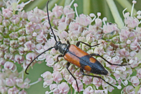 Stenurella bifasciata (Muller, 1776)