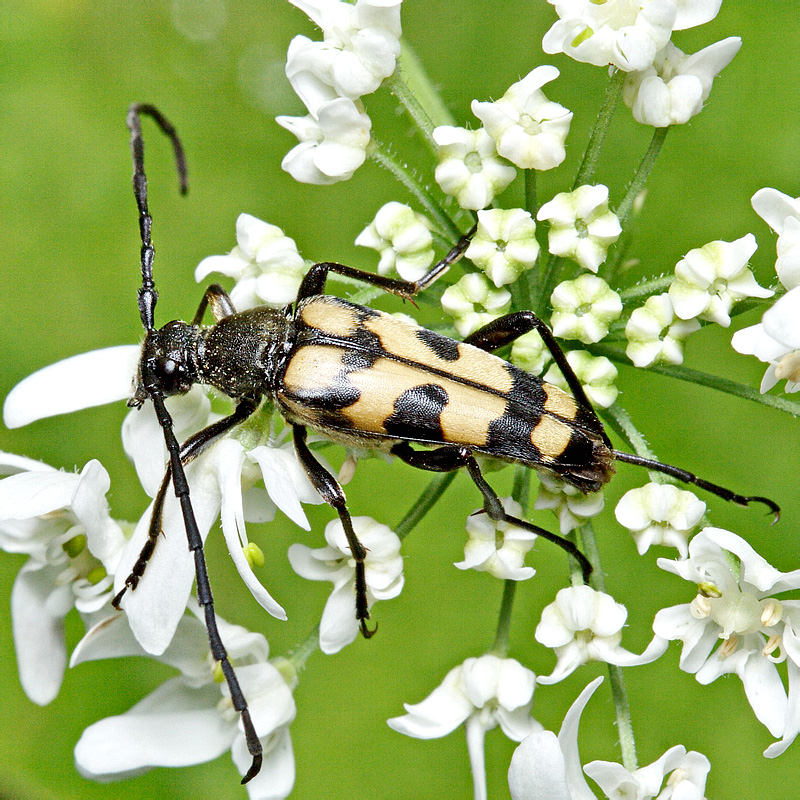 Leptura quadrifasciata lederi Ganglbauer, 1882