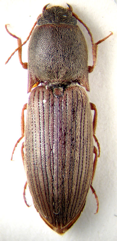 Agriotes sp.