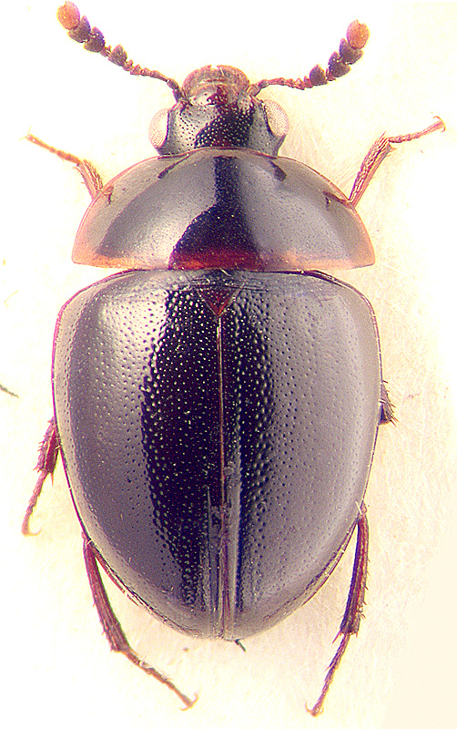 Anisotoma castanea Herbst