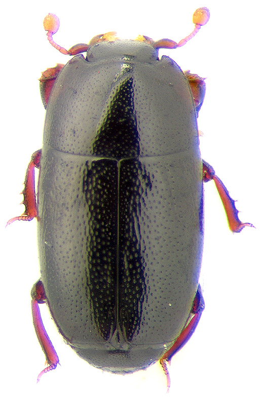 Paromalus parallelelepipedus