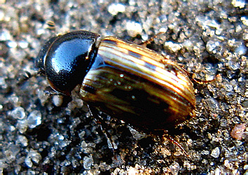 Aphodius (Chilothorax) conspurcatus (Linnaeus, 1758)