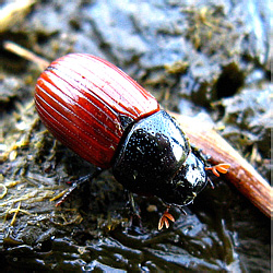 Aphodius (s.str.) fimetarius (Linnaeus, 1758) [=pedellus (DeGeer, 1774) sensu Wilson (2001)]